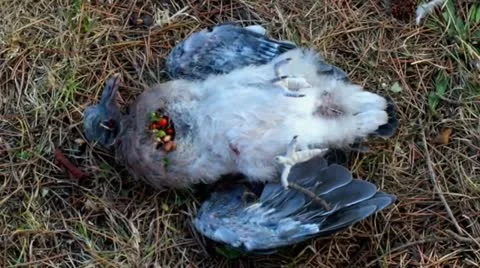 Dying pigeon 01 Video stock 12374348