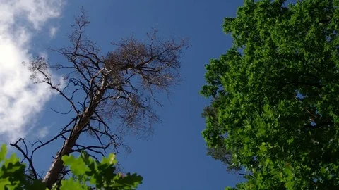 Dying pine and alive oak with dynamic light Video stock 77101727