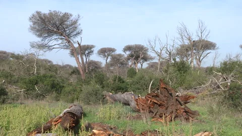 Dying pine forest due to parasite infestation Stock Footage 261723272