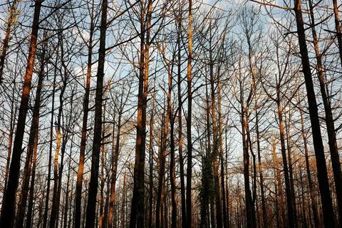 Dying pine trees without leaves touching orange sunlight. Stock Photos