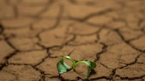 Dying plant in dry soil timelapse, drought concept. climate change and global Stock Footage