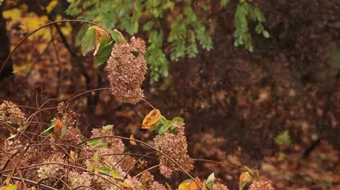 Dying Plant Stock Footage 12435844