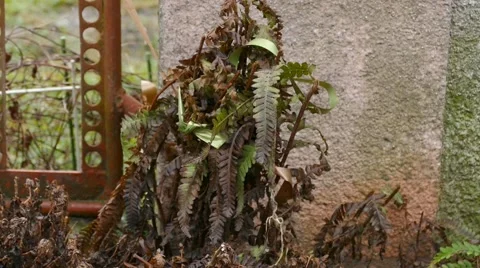 Dying Plant - Mid Range Stock Footage 46197659