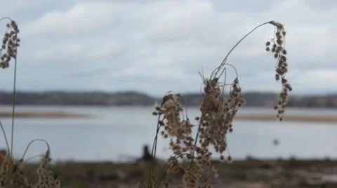 Dying Plants Blowing in the Wind Stock Footage 32423576