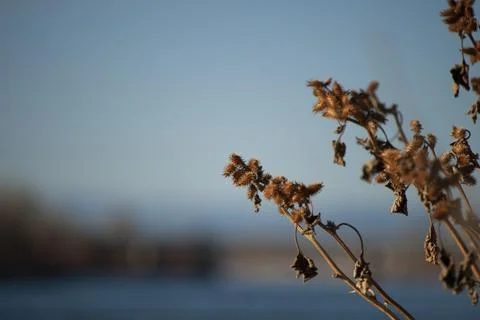 Dying Plants Stock Photos