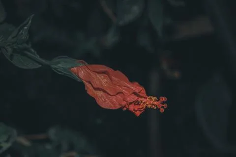 Dying Red Flower. Stock Photos
