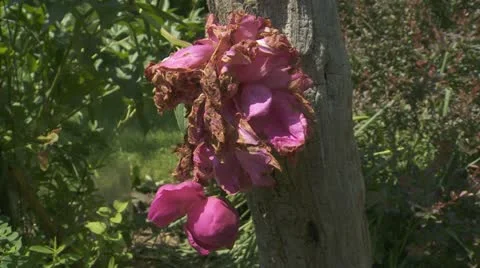 Dying Rose 库存影片 11495748