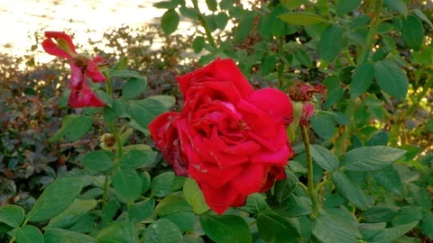 Dying rose on wind in autumn time Vidéo 99749349