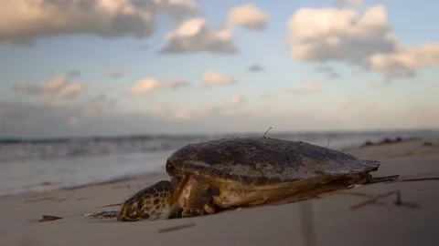 Dying sea turtle with its head getting buried in the sand. Stock Footage 126065480