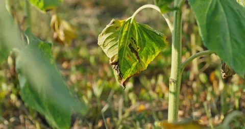 Dying Sunflower Leaf Stock Footage 314392250
