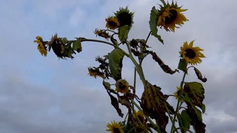 Dying Sunflower Under Cloudy Sky1 Stock Footage 140368390