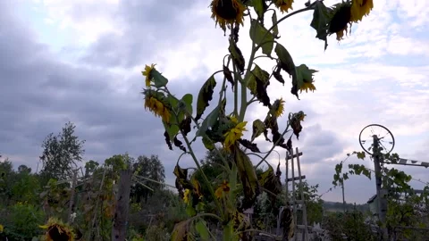 Dying Sunflowers Under Cloudy Sky 2 Stock Footage 140368439