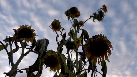 Dying Sunflowers Under Cloudy Sky 3 Stock Footage 140368575
