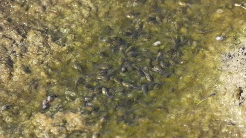 Dying tadpoles in drying puddle in springtime. Stock Footage 312092166