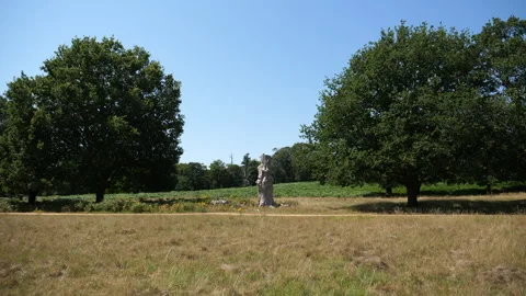 Dying Tree In The Middle Of A Park 库存影片 136699998