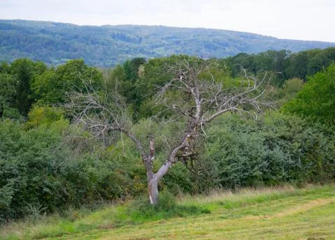Dying tree Stock Photos