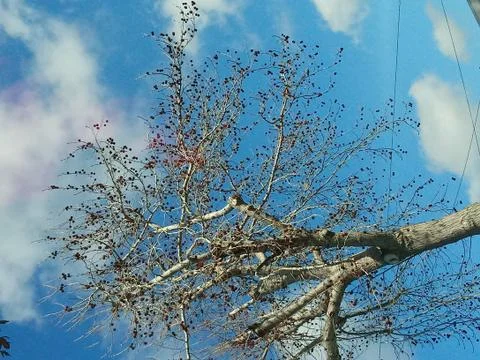 Dying Tree Stock Photos