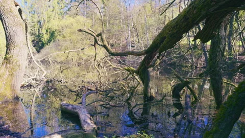 Dying tree in the pond. Spring, no leaves. Climate crisis Stock Footage 333006807
