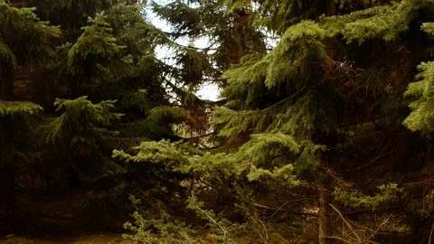 Dying trees Stock Footage 107940809