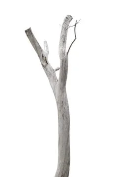 Dying trees isolated on a white background Stock Photos