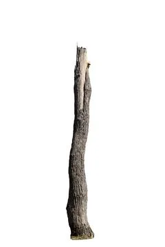 Dying trees isolated on a white background Stock Photos