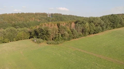 Dying trees as seen from a drone on a summer day 動画素材 122288397