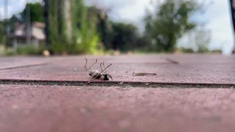 Dying upside-down cricket devoured by an... | Stock Video | Pond5