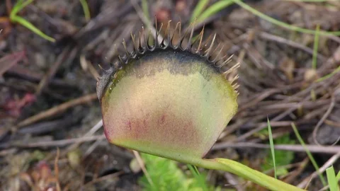 Dying Venus Flytrap leaf (Dionaea muscipula), N. Carolina USA Stock Footage 77212470