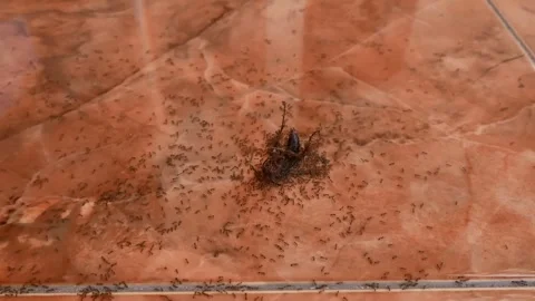A dying wasp being surrounded by a group of ants Vidéo 291847220