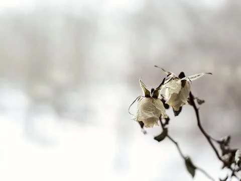 Dying white roses on a defocused dramatic background. 스톡 사진