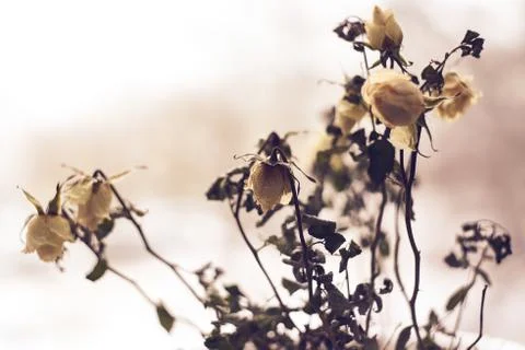 Dying white roses on a defocused dramatic background. Stock Photos