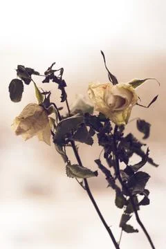 Dying white roses on a defocused dramatic background. Stock Photos