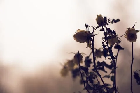 Dying white roses on a defocused dramatic background. 스톡 사진
