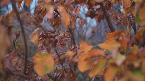 Dying Winter Leaves Stock Footage 301649228