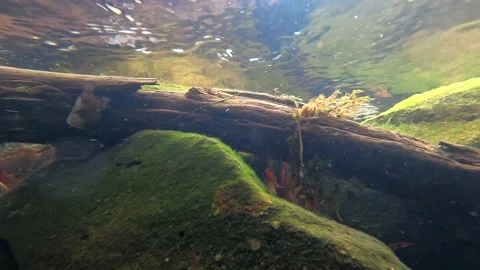 Dyken Pond Underwater Stock Footage 219901288
