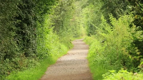 Dyllic path with trees, beautiful hiking trail, narrow path in a nature reserve Stock Footage 286729096