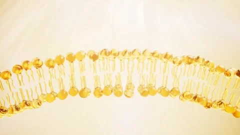 Dynamic 3d animation of cell membrane lipid bilayer, showing membrane fluid.. Vídeos de archivo 327248180
