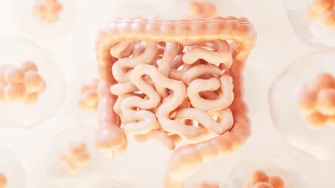 Dynamic 3d animation of human intestines, small and large intestine, with g.. Vídeos de archivo 332151774