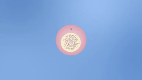 Dynamic 3D animation illustrates cell division process of mitosis stages fo.. Stock Footage 333873868