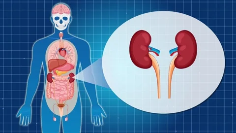 A dynamic 3D human anatomy animation of internal organs showing a close-up .. Stock Footage 332588182