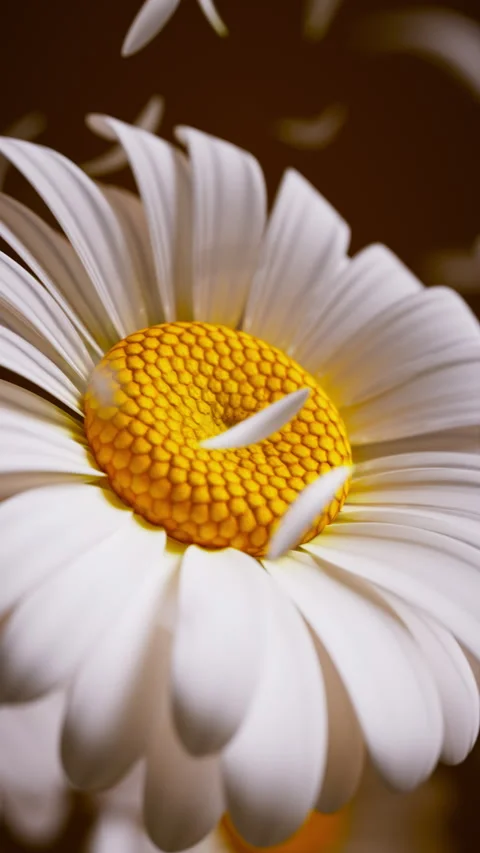 Dynamic 3D loop of white daisies with softly swirling petals. Stock Footage 337338091