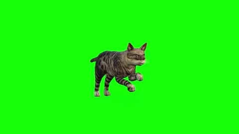 Dynamic 3D Running Cat - Front View in 4K Greenscreen 스톡 동영상 291535930