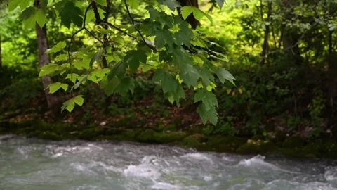 Dynamic 8K Mountain River Rush - Nature’s Wild Flow 스톡 동영상 314364939