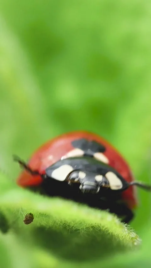 A dynamic 9-16 macro video starting with a rack focus onto a red ladybird be Stock Footage 335184888