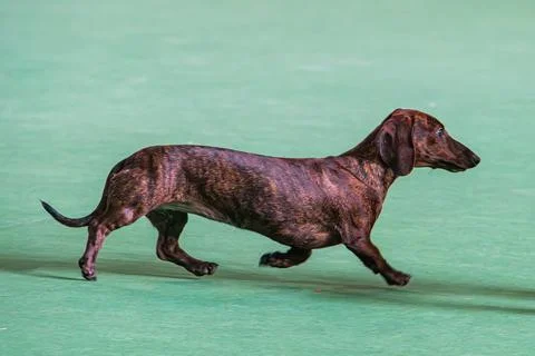 A dynamic, above-angle image of a mid-stride brown Dachshund on a light gre.. Stock Photos