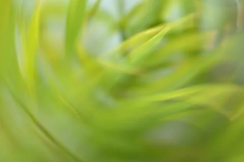 Dynamic Abstract Green Leaves Motion Stock Photos