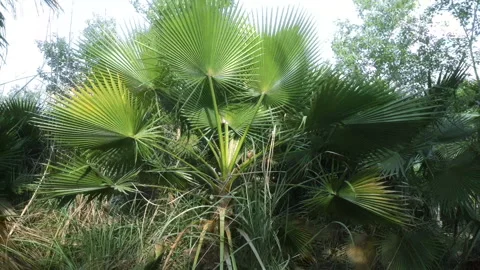 Dynamic abstract line waving loop line. Metaverse Abstract Seamless wave Stock Footage 238947875