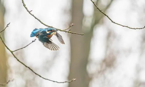 Dynamic Action Shot of a Common Kingfisher Taking Off from a Branch Stock Photos