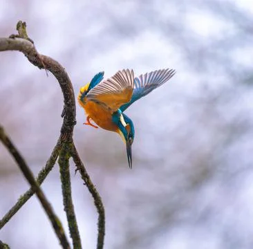 Dynamic Action Shot of a Common Kingfisher Diving Mid-Air from a Branch Stock-Fotos