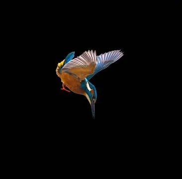 Dynamic Action Shot of a Common Kingfisher Diving Against a Black Background Stock Photos